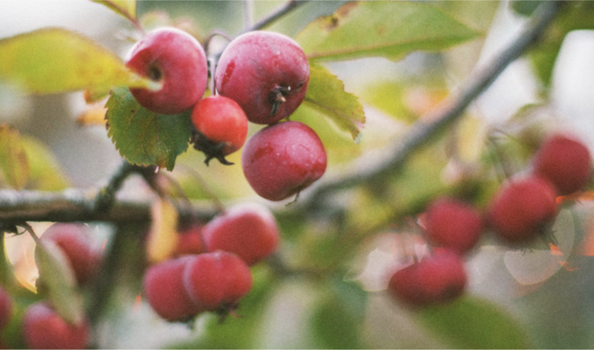 red fruit on tree